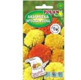 aksamitka-wyniosla-mieszanka-cykl-rozwojowy-rosliny-jednoroczna