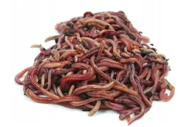 dzdzownice-kalifornijskie-dendrobena-veneta-400g