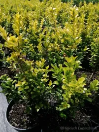 bukszpan-wieczniezielony-king-midas-buxus-sempervirens