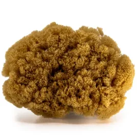 gabka-do-masazu-i-peelingu-naturalna-morska-rozmiar-xl-13-15-cm