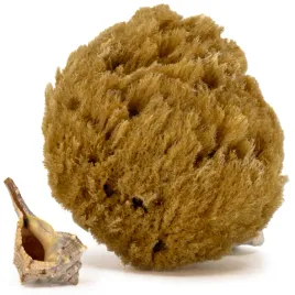 gabka-do-masazu-i-peelingu-naturalna-morska-rozmiar-s-9-10-cm