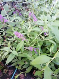 budleja-dawida-nanho-blue-krzew-motyli