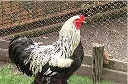 siatka-heksagonalna-ocynk-41mm-1x10m-woliery