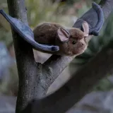 nietoperz-plec-chlopcy-dziewczynki