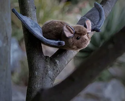 nietoperz-marka-tobar