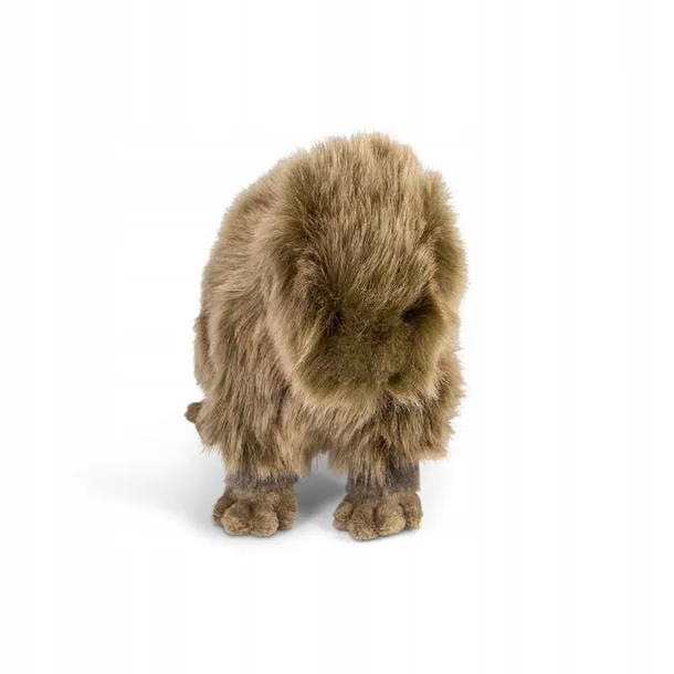 kapibara-plec-chlopcy-dziewczynki