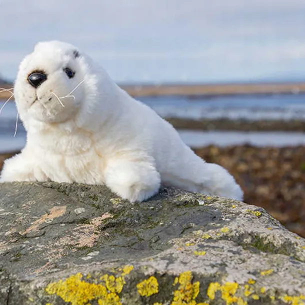 kapibara-marka-tobar