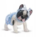 piesek-lily-buldog-francuski-stan-nowy