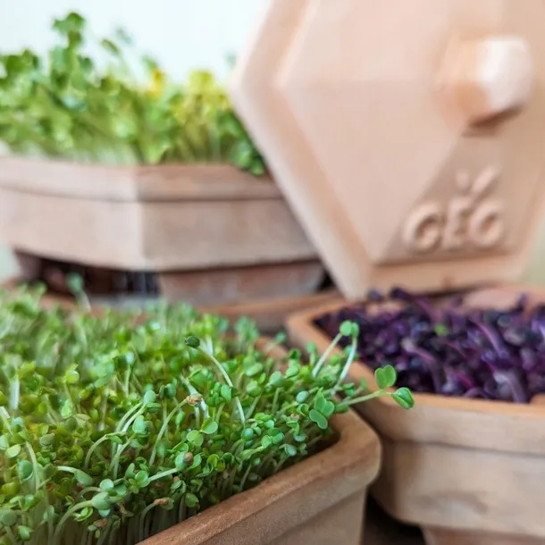 kielkownica-bavicchi