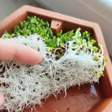 kielkownica-bavicchi