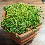 kielkownica-bavicchi