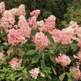 hortensja-bukietowa-diamant-rouge-3l