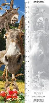 zakladka-3d-osiol-glebokosc-produktu-37-3-cm