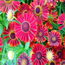 dzielzan-siesta-doniczka-1-szt-kwiaty-ogrodowe-letnio-jesienne-kwitnienie