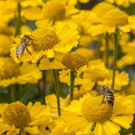 dzielzan-sombrero-doniczka-kwiaty-ogrodowe-letnio-jesienne-kwitnienie