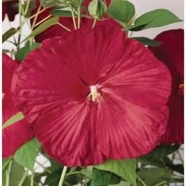 hibiskus-bagienny-luna-red-duze-czerwone-kwiaty-kwiat-ogrodowy-mrozoodporny