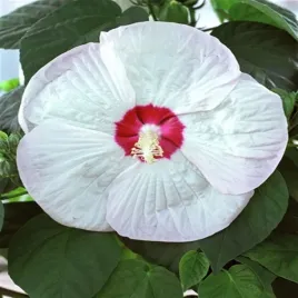 hibiskus-bagienny-luna-white-duze-biale-efektowne-kwiaty-wieloletnie