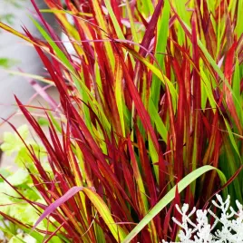 imperata-cylindryczna-imperata-cylindrica-red-baron-1-szt-trawa-ozdobna