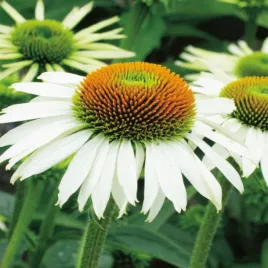 echinacea-jezowka-white-swan-doniczka-sadzonka-sadzonki-jezowki-bialej