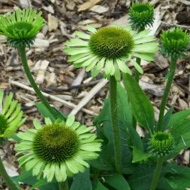 jezowka-zielona-green-twister-doniczka-sadzonka-sadzonki-jezowki-zielonej