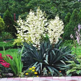 yucca-filamentosa-juka-ogrodowa-karolinska-1-szt-sadzonka-sadzonki-juki