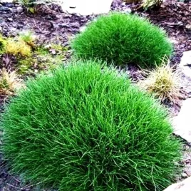 kostrzewa-miotlasta-1-szt-trawa-ozdobna-trawy-niskie-do-ogrodu