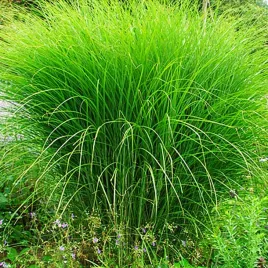 miskant-gracillimus-1-szt-smukla-trawa-ogrodowa-trawy-ozdobne