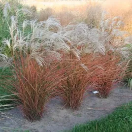miskant-chinski-graziella-elegancka-trawa-ozdobna-trawy-lekkie-i-zwiewne