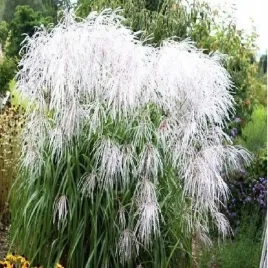 miskant-chinski-memory-wysoka-trawa-duze-srebrzyste-klosy-silny-wzrost