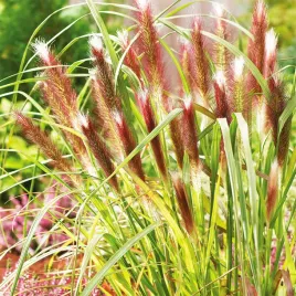 rozplenica-japonska-piorkowka-pennisetum-alopecuroides-red-head-trawa