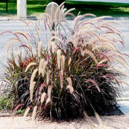 rozplenica-rubrum-bordowe-klosy-trawa-dekoracyjna-do-donic-i-ogrodu