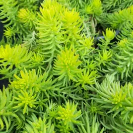 rozchodnik-gold-1-szt-trawa-ozdobna-trawy-ozdobne-sadzonki