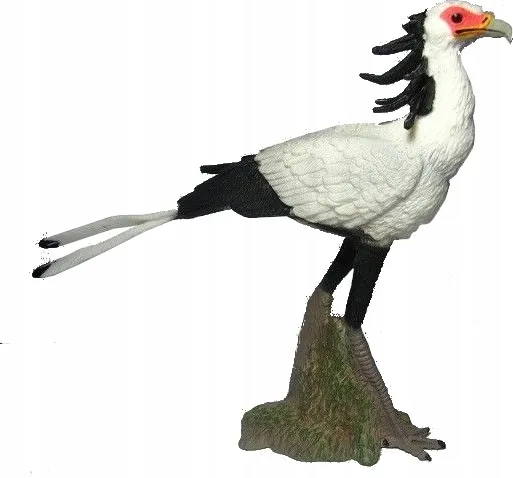 ptak-sekretarz-plec-chlopcy-dziewczynki