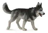 pies-rasy-siberian-husky-bohater-brak