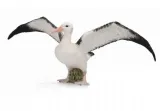 albatros-wedrowny-bohater-brak
