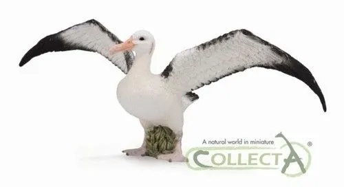 albatros-wedrowny-plec-chlopcy-dziewczynki