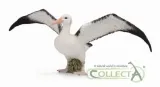 albatros-wedrowny-plec-chlopcy-dziewczynki