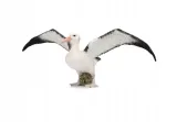 albatros-wedrowny-marka-collecta