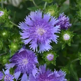 stoklezja-gladka-mel-s-blue