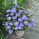 stoklezja-gladka-mel-s-blue