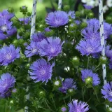 stoklezja-gladka-mel-s-blue