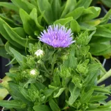 stoklezja-gladka-mel-s-blue