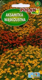 aksamitka-waskolistna-05g-nasiona-kwiatow-polan