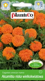 aksamitka-niska-wielkokwiatowa-pomaranczowa-1g-nasiona-plantico