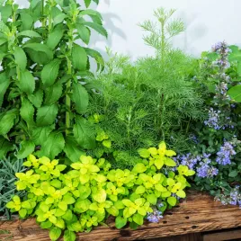 ziolowy-zakatek-nasiona-ziol-bazylia-szczypiorek-pietruszka-lisciowa-mieta