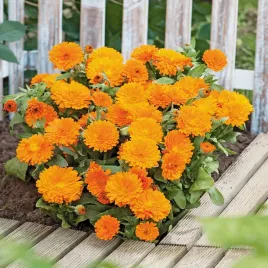 nagietek-karlowy-orange-gem-kwiaty-niskie-pomaranczowe-nasiona-kwiatow