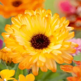 nagietek-sunset-buff-zolte-kwiaty-nasiona-kwiatow-dlugie-kwitnienie