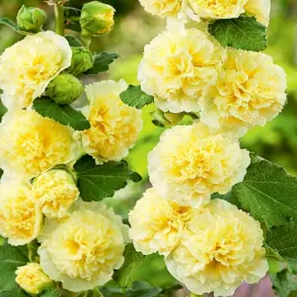 malwa-ogrodowa-pelna-zolta-malwy-nasiona-ozdobne-kwiaty-do-ogrodu-zolte