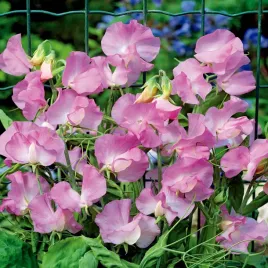 groszek-szerokolistny-bialo-rozowy-nasiona-kwiatow-jednorocznych