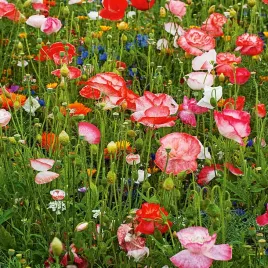 mieszanka-kwiatow-jadalnych-nasiona-kwiatow-jadalne-kwiaty-jednoroczne